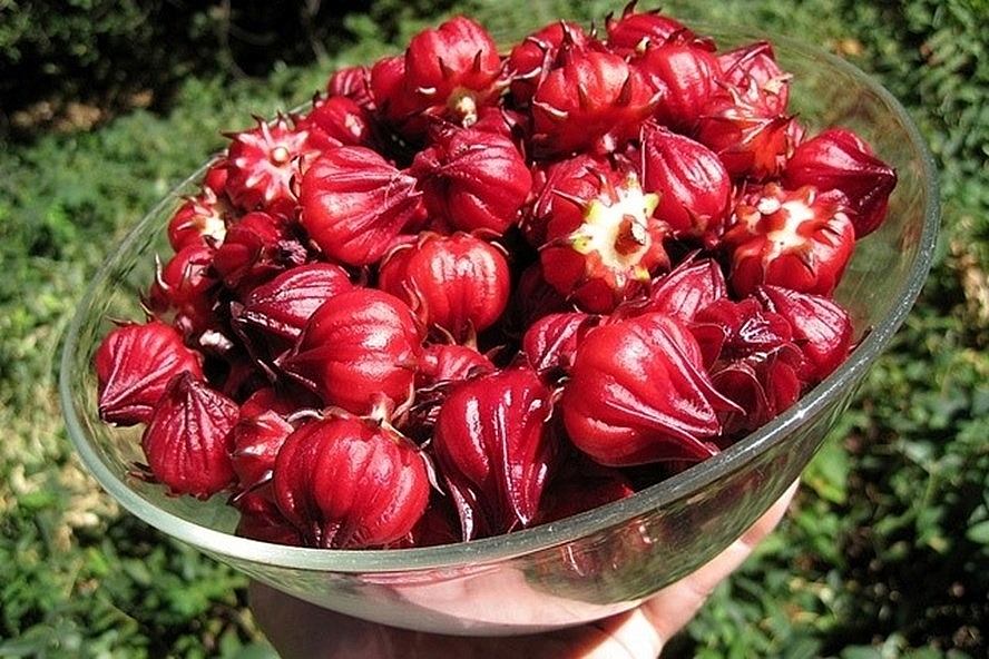 Atiso - ảnh tham khảo