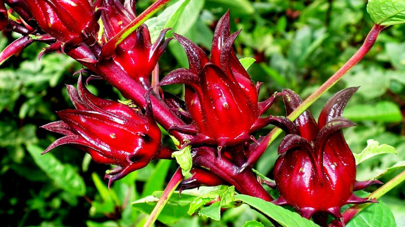 Atiso đỏ - ảnh tham khảo