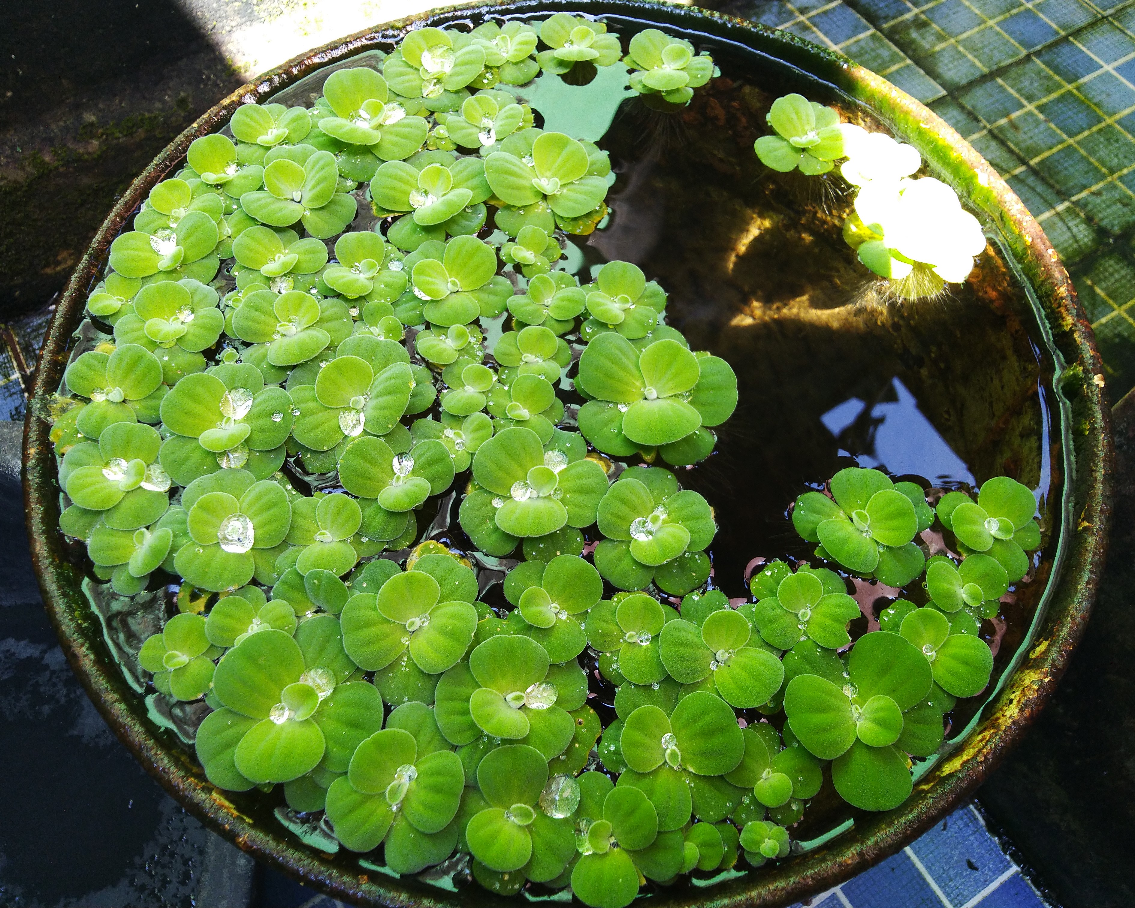 Bèo cái - ảnh tham khảo từ Wikimedia