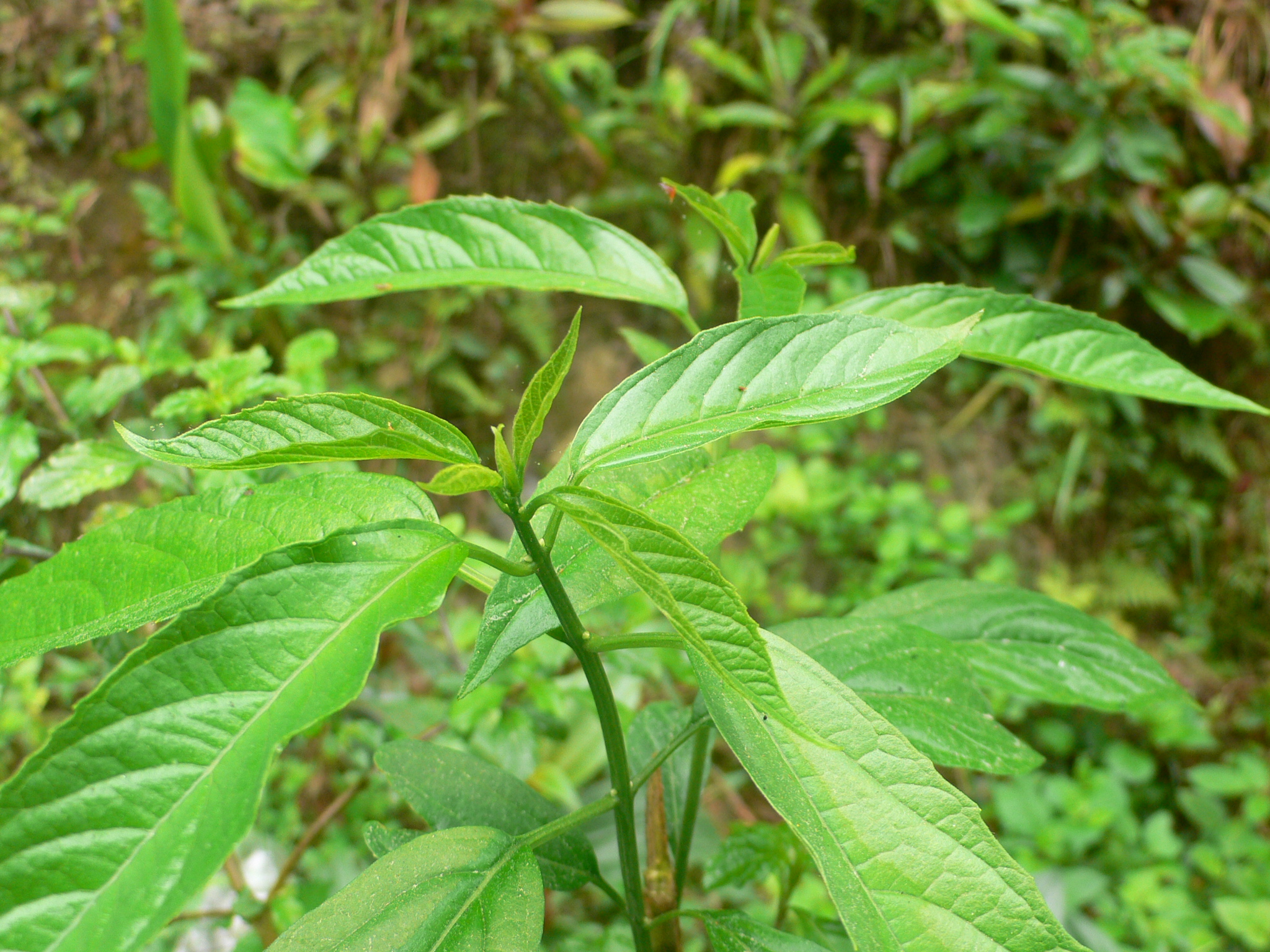 Bọ mẩy - ảnh tham khảo từ Wikimedia