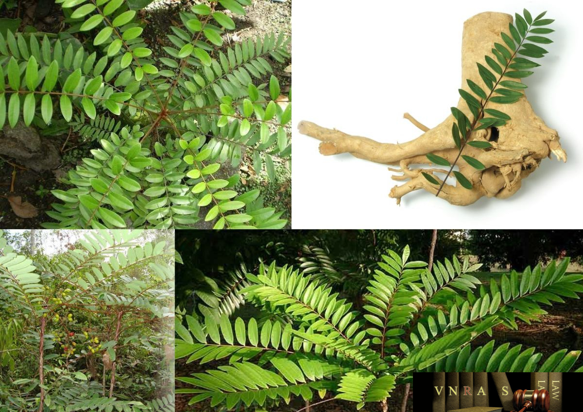 Bá bệnh - ảnh tham khảo