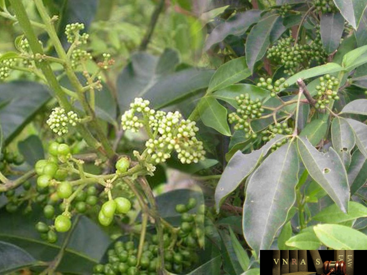 Ba chạc - ảnh tham khảo