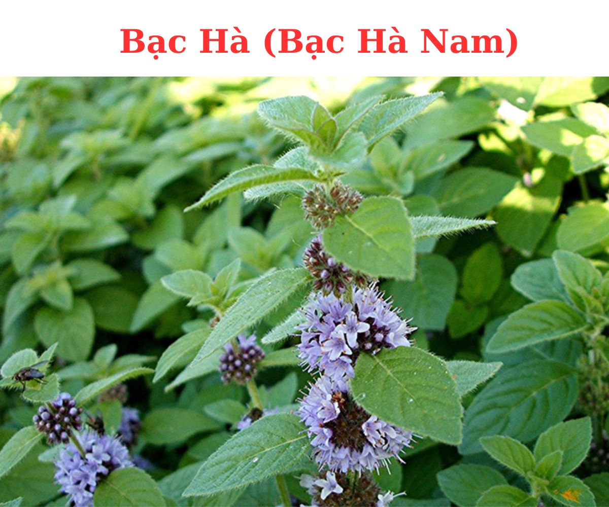 Bạc hà nam - ảnh tham khảo