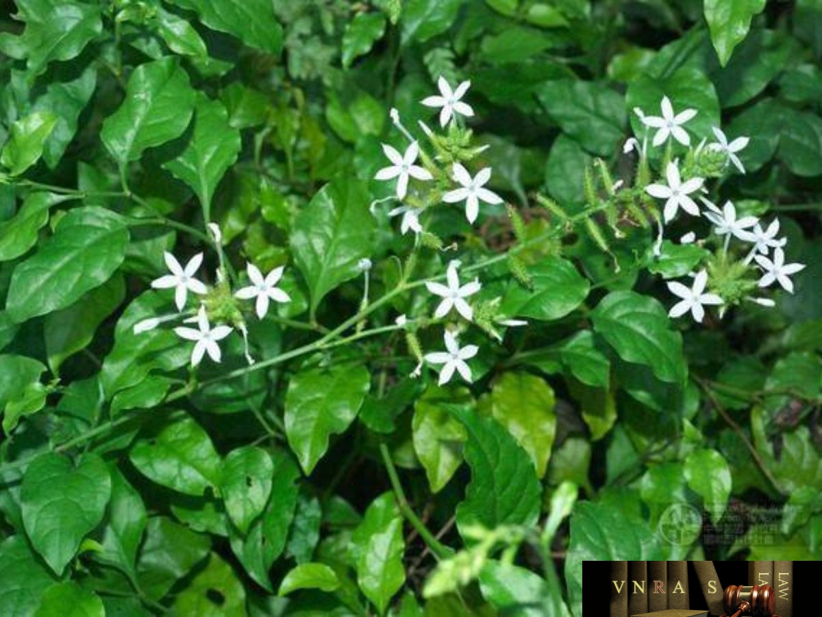 Bạch hoa xà - ảnh tham khảo