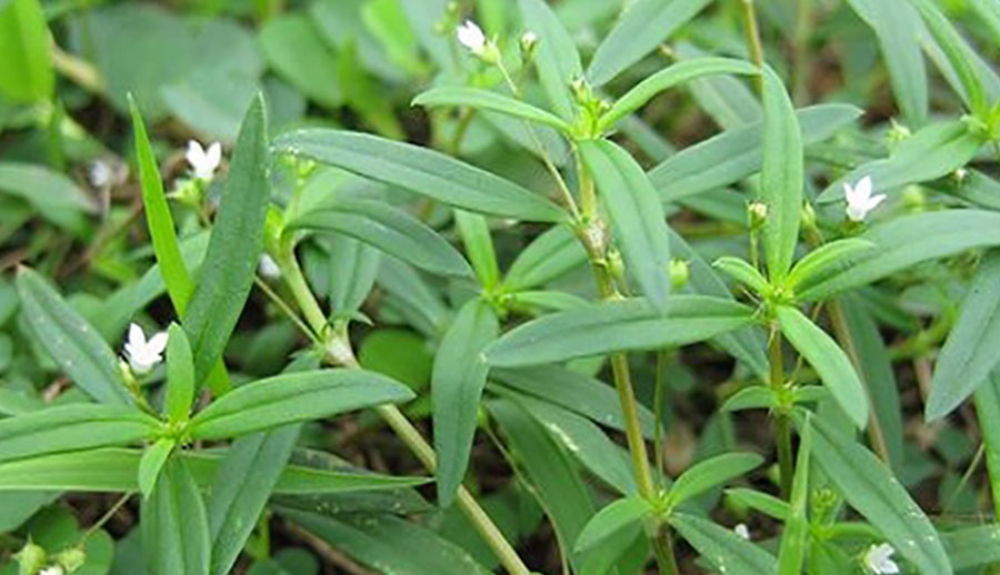 Bạch hoa xà thiệt thảo - ảnh tham khảo