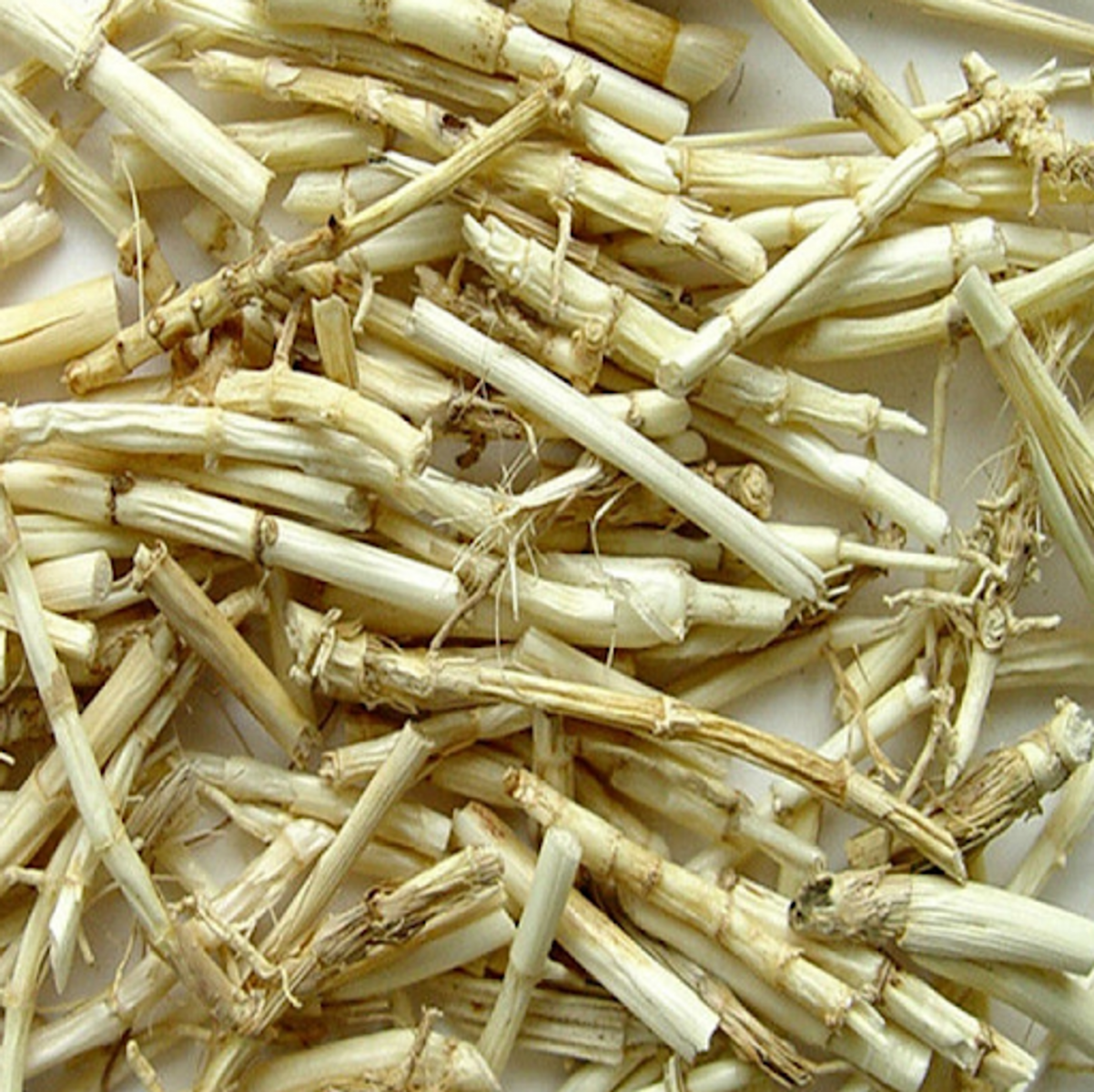 Bạch mao căn - ảnh tham khảo