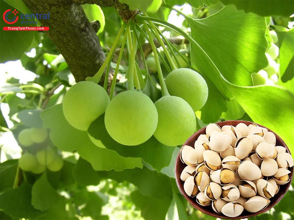 Bạch quả nhân - ảnh tham khảo