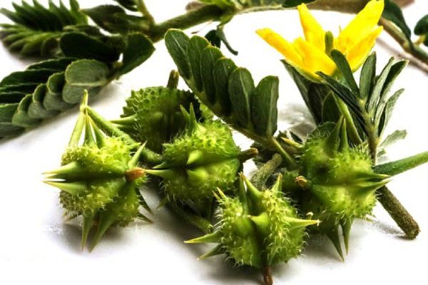 Bạch tật lê - ảnh tham khảo