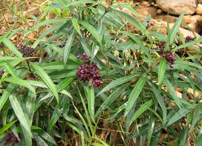 Bạch tiền - ảnh tham khảo