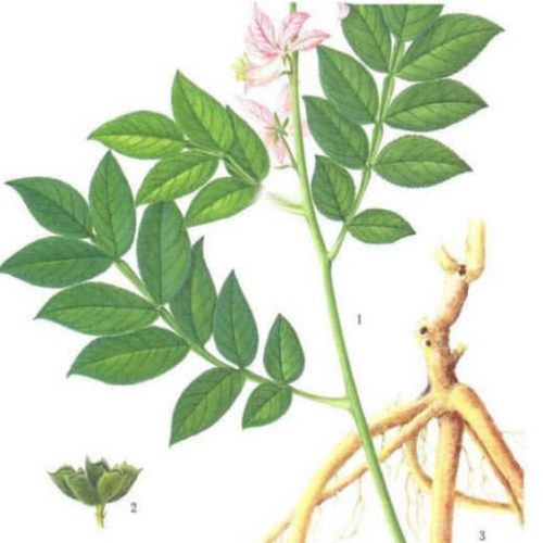 Bạch tiên bì - ảnh tham khảo