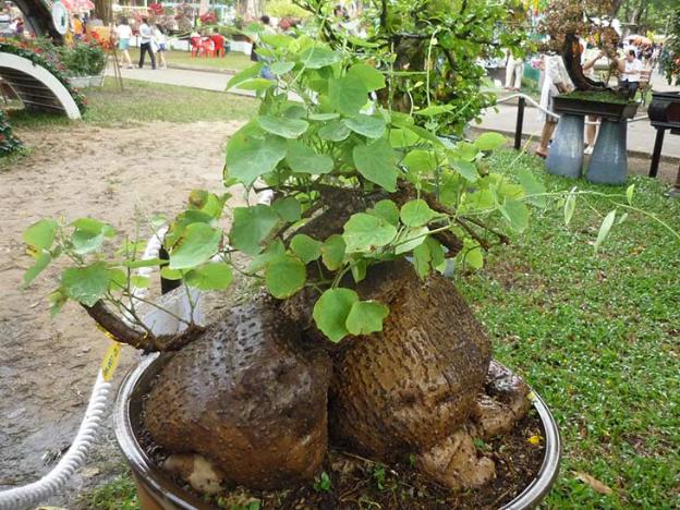 Bình vôi - ảnh tham khảo