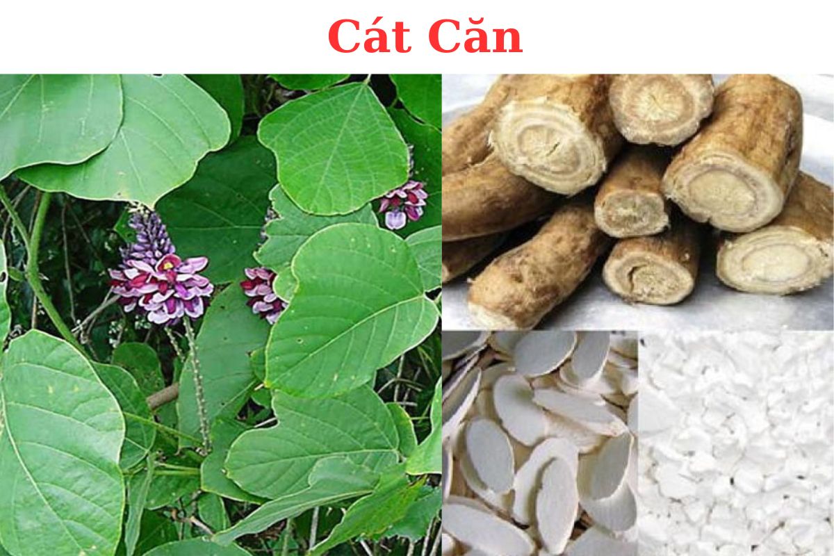 Cát căn - ảnh tham khảo