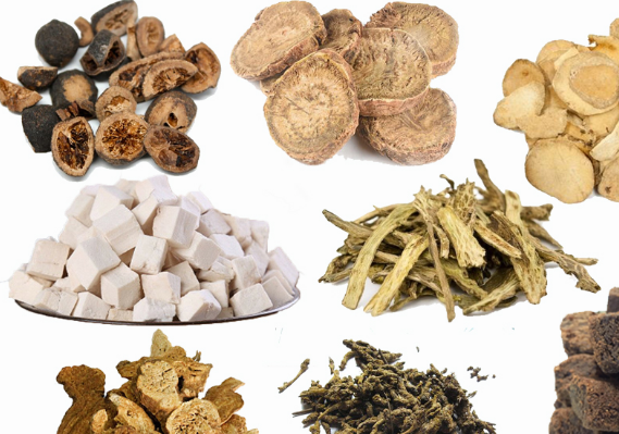 Chỉ Thực Đạo Trệ Hoàn