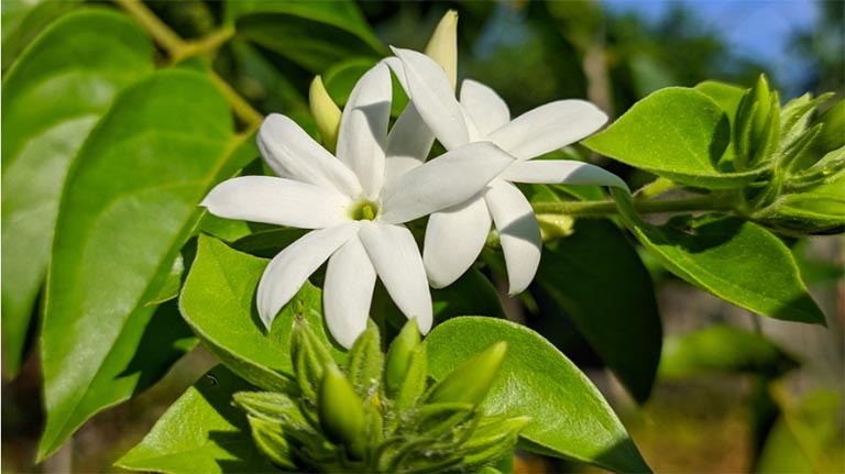 Chè vằng - ảnh tham khảo