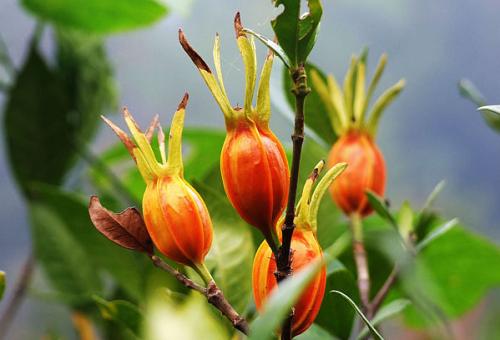 Chi tử (sơn chi) - ảnh tham khảo