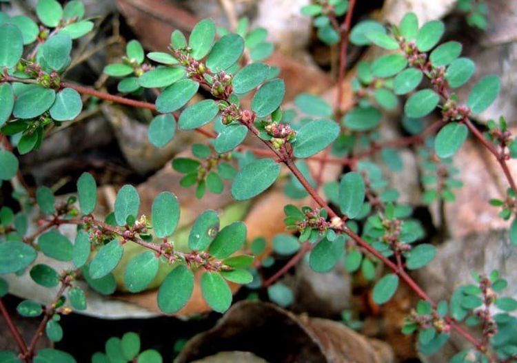Cỏ sữa lá nhỏ - ảnh tham khảo