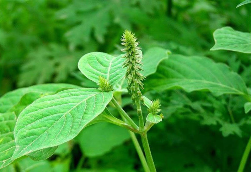 Cỏ xước - ảnh tham khảo
