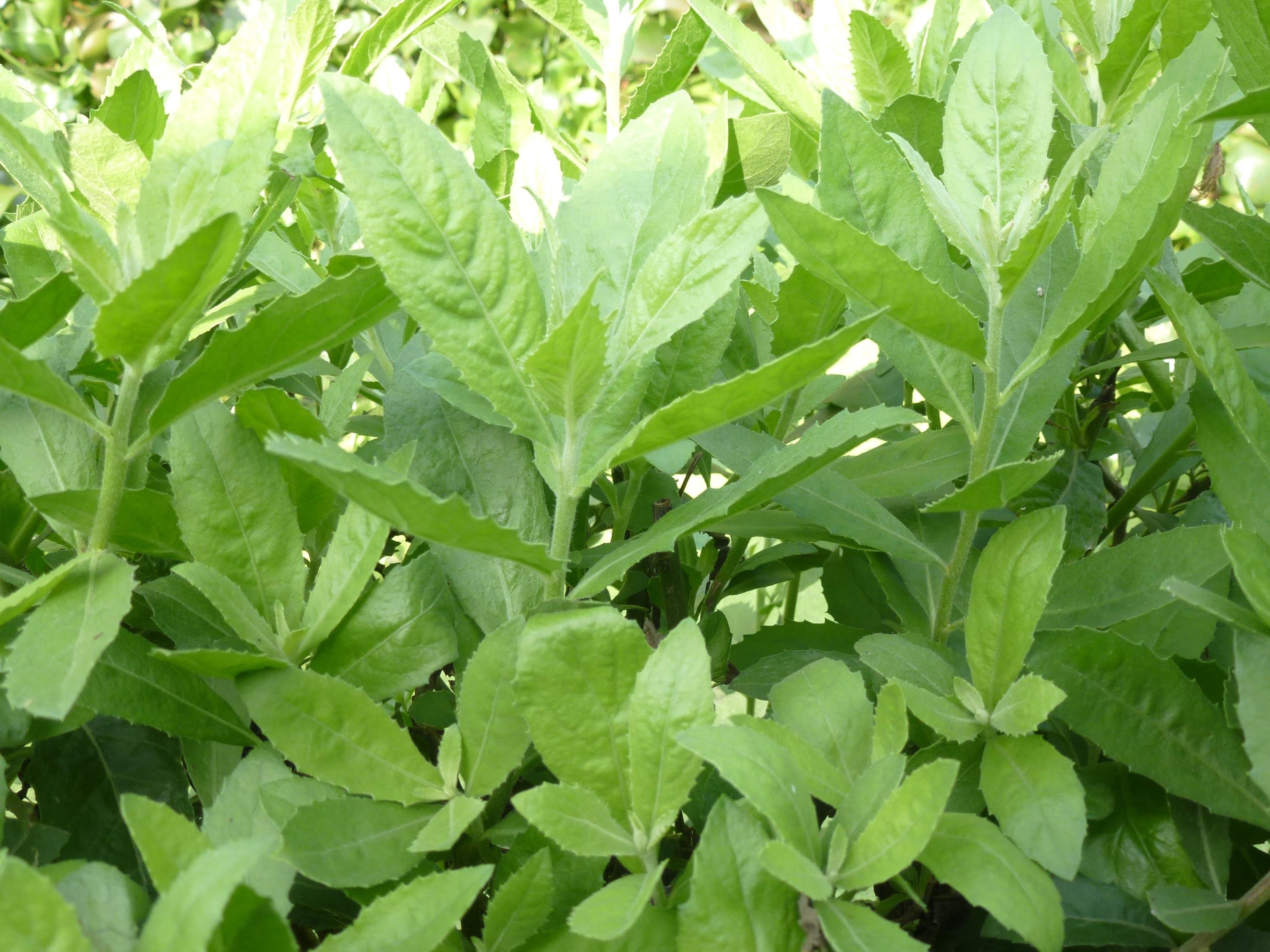 Cúc tần - ảnh tham khảo
