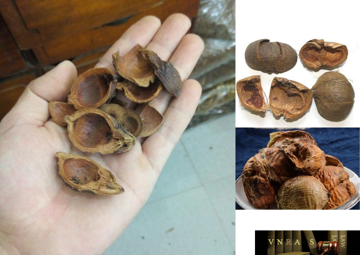 Đại phúc bì - ảnh tham khảo