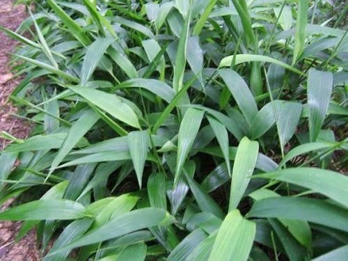 Đạm trúc diệp - ảnh tham khảo
