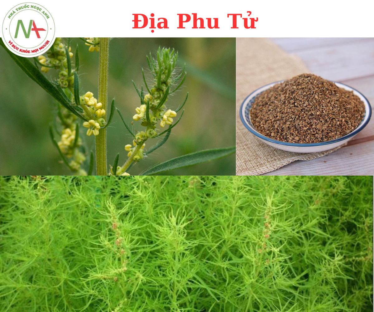 Địa phu tử - ảnh tham khảo