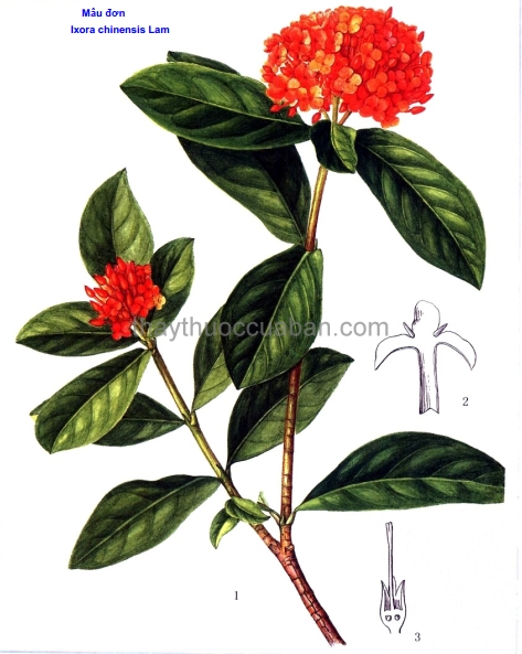 Đơn đỏ - ảnh tham khảo