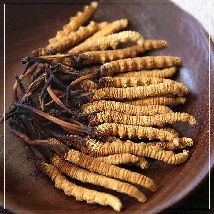 Đông trùng hạ thảo - ảnh tham khảo