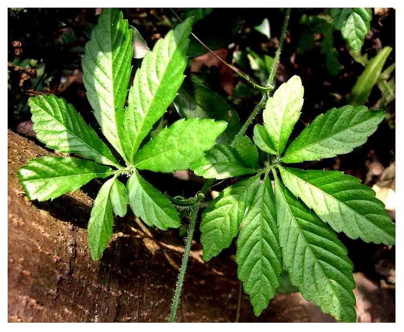 Giảo cổ lam - ảnh tham khảo