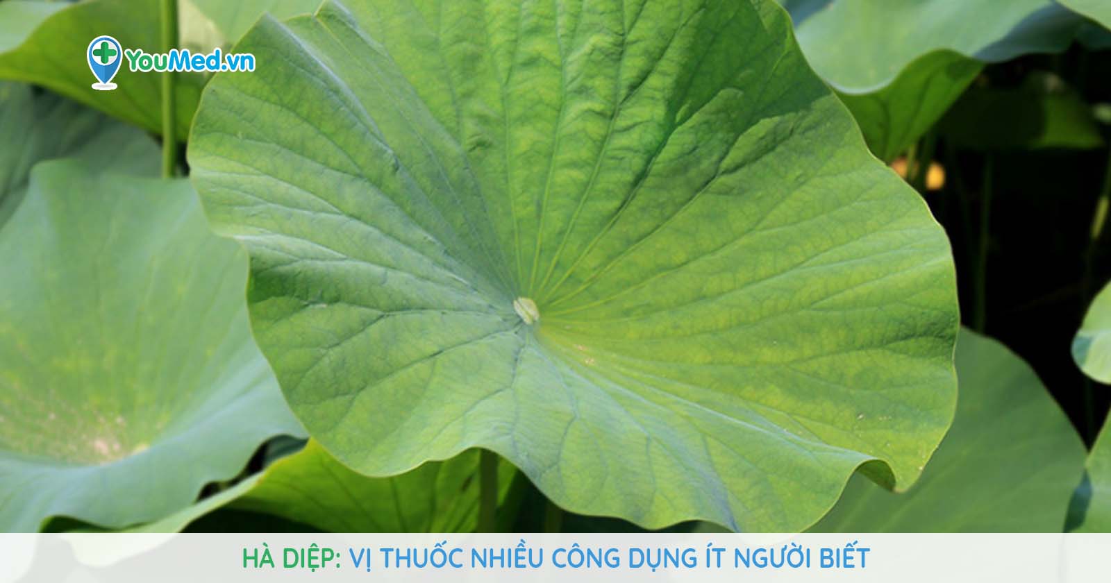 Hà diệp - ảnh tham khảo