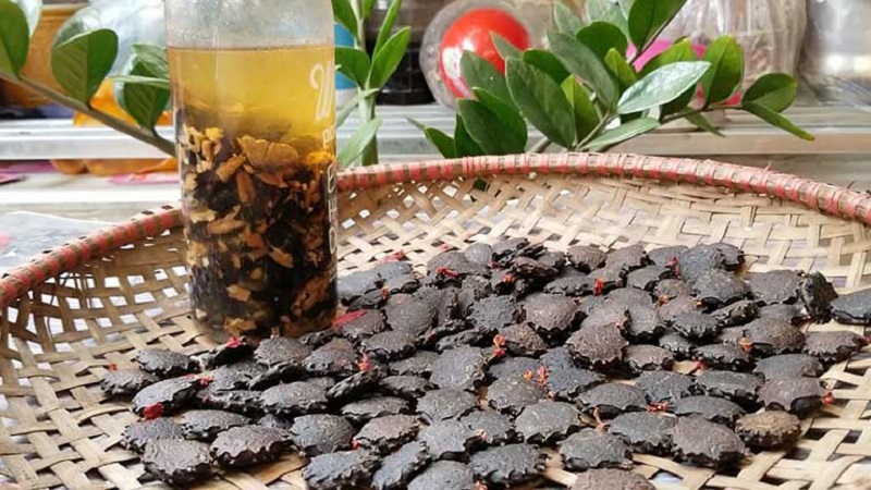 Hạt gấc - ảnh tham khảo