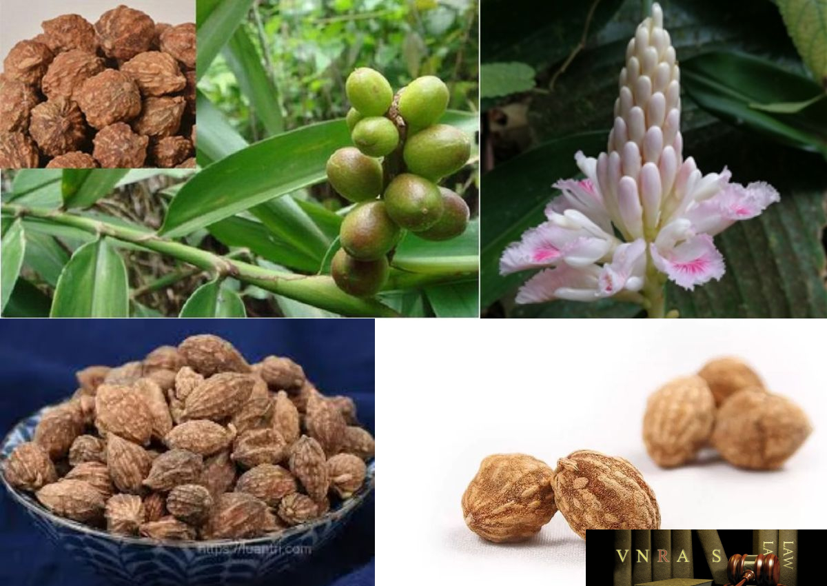 Ích trí nhân - ảnh tham khảo