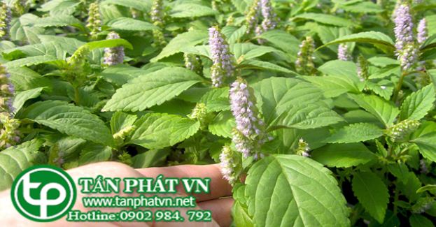 Kinh giới tuệ - ảnh tham khảo