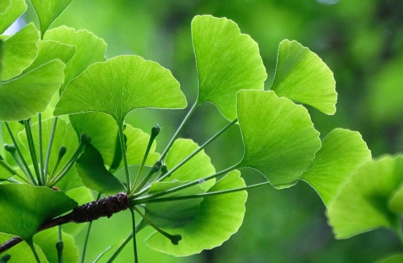 Lá bạch quả - ảnh tham khảo