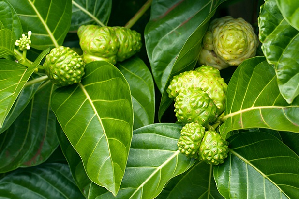 Lá nhàu - ảnh tham khảo