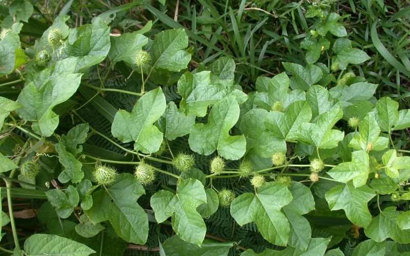 Lạc tiên - ảnh tham khảo
