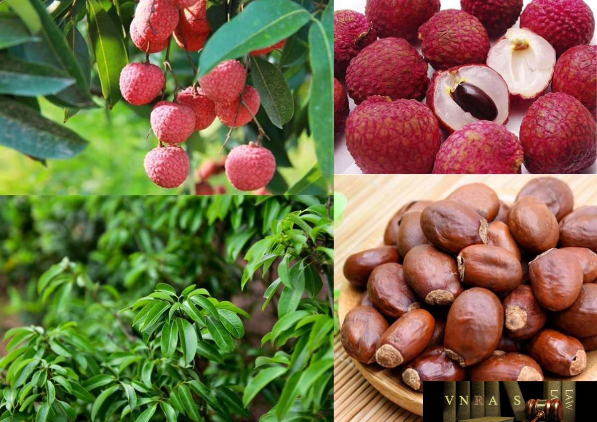 Lệ chi hạch - ảnh tham khảo