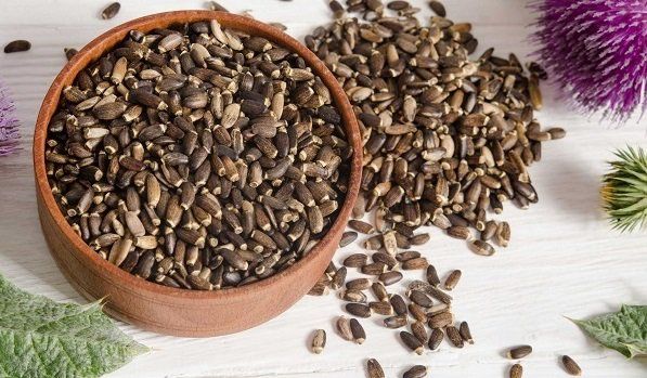 Ngưu bàng tử - ảnh tham khảo