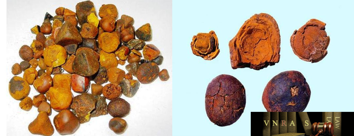 Ngưu hoàng - ảnh tham khảo
