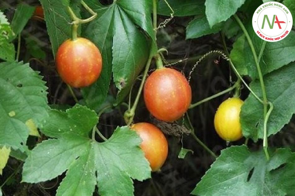 Qua lâu bì - ảnh tham khảo