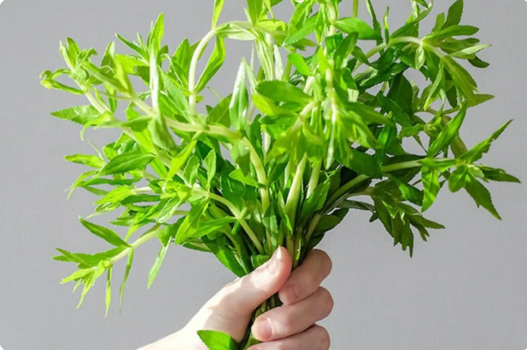 Rau ngổ - ảnh tham khảo