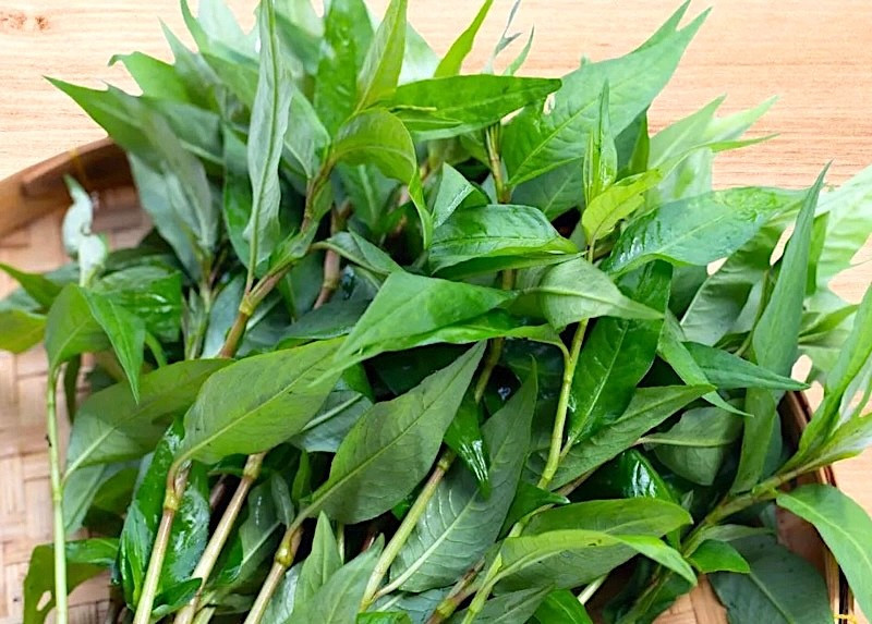 Rau răm - ảnh tham khảo