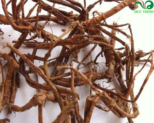 Rễ dâu - ảnh tham khảo
