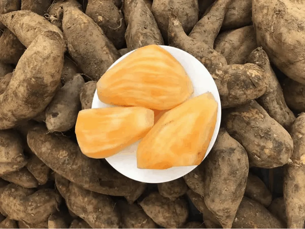 Sâm đất - ảnh tham khảo