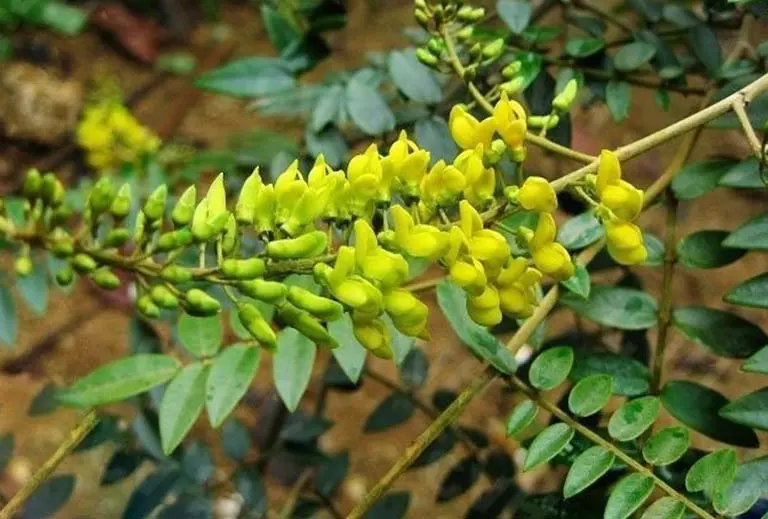 Sơn đậu căn - ảnh tham khảo