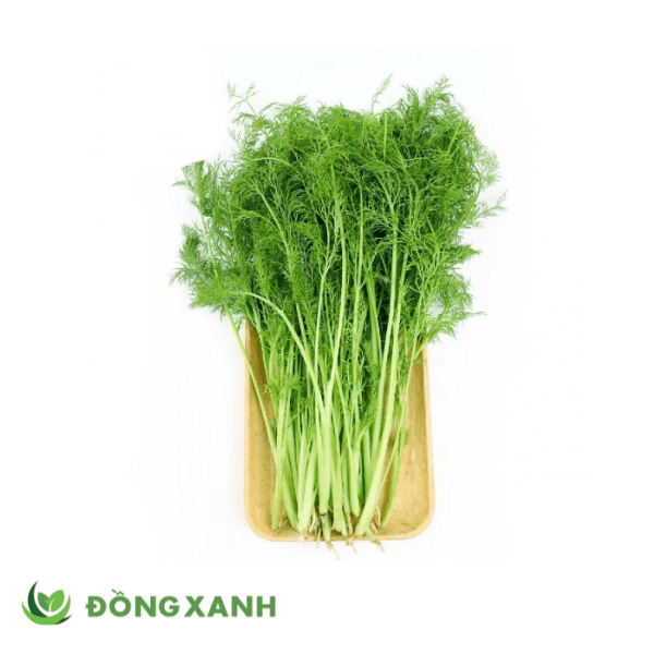 Thì là - ảnh tham khảo