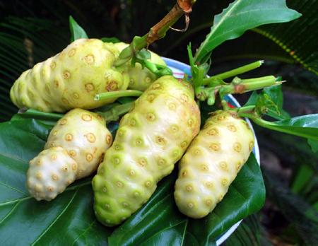 Trái nhàu - ảnh tham khảo