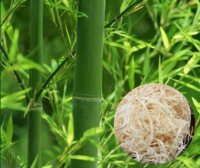 Trúc nhự - ảnh tham khảo